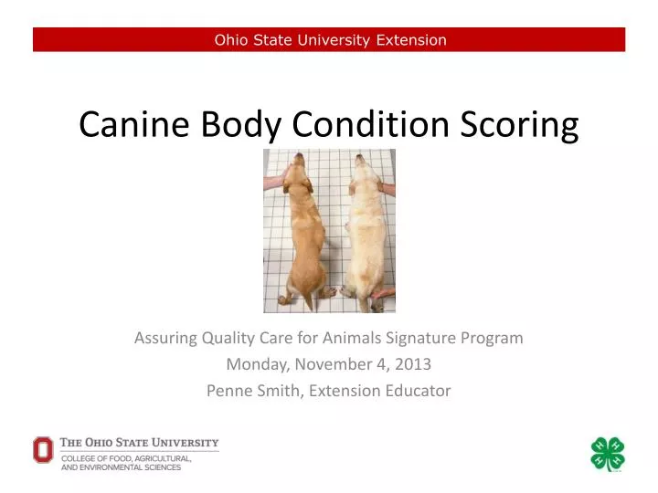 canine body condition scoring