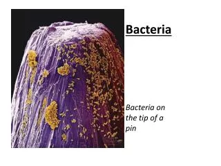 Bacteria Bacteria on the tip of a pin