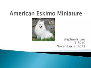 American Eskimo Miniature