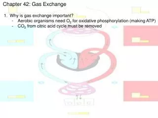Chapter 42: Gas Exchange