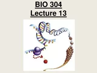 BIO 304 Lecture 13