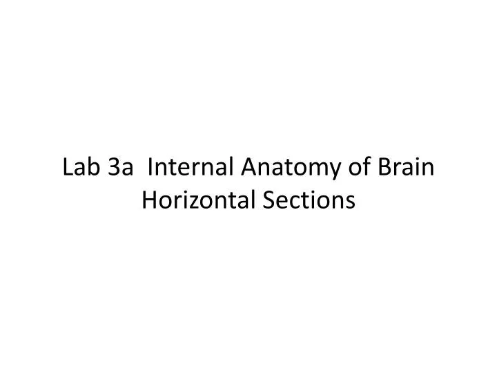 lab 3a internal anatomy of brain horizontal sections