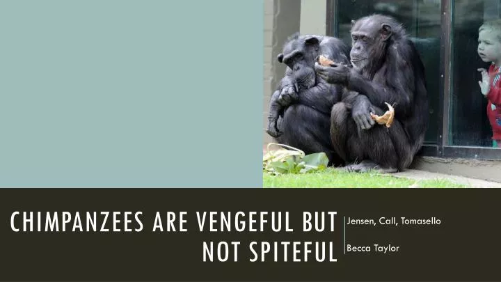 chimpanzees are vengeful but not spiteful