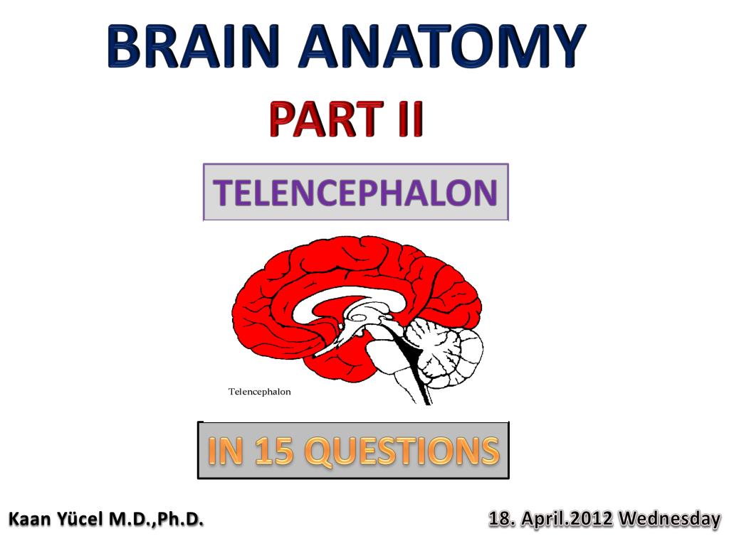 PPT - BRAIN ANATOMY PART II PowerPoint Presentation, free download - ID ...