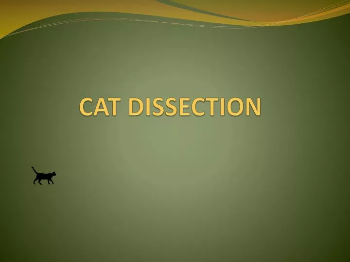 cat dissection