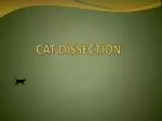 CAT DISSECTION - slide 1