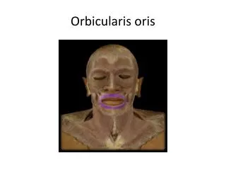 Orbicularis oris