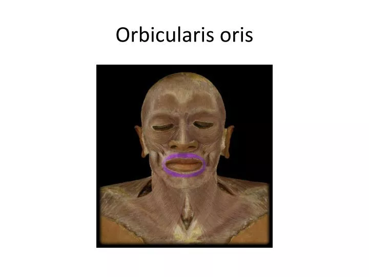orbicularis oris