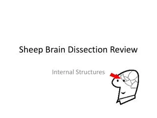 Sheep Brain Dissection Review