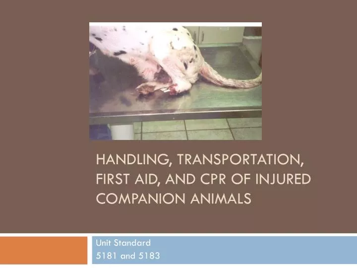 handling transportation first aid and cpr of injured companion animals