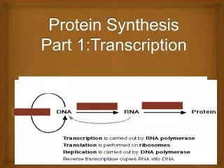 Protein Synthesis Part 1 :Transcription