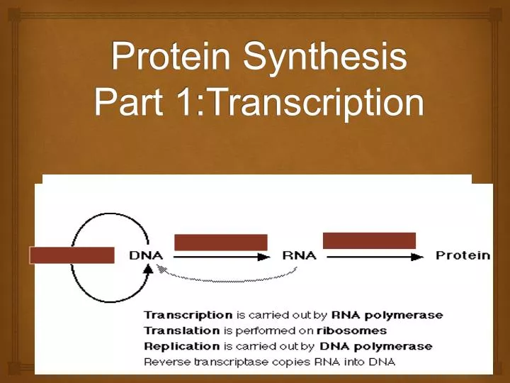 protein synthesis part 1 transcription