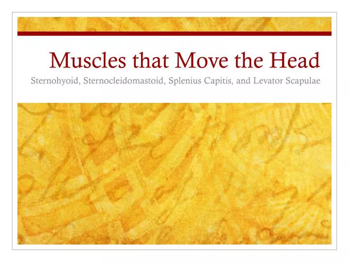 muscles that move the head