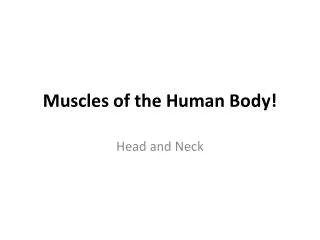 Muscles of the Human Body!