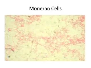 moneran cells
