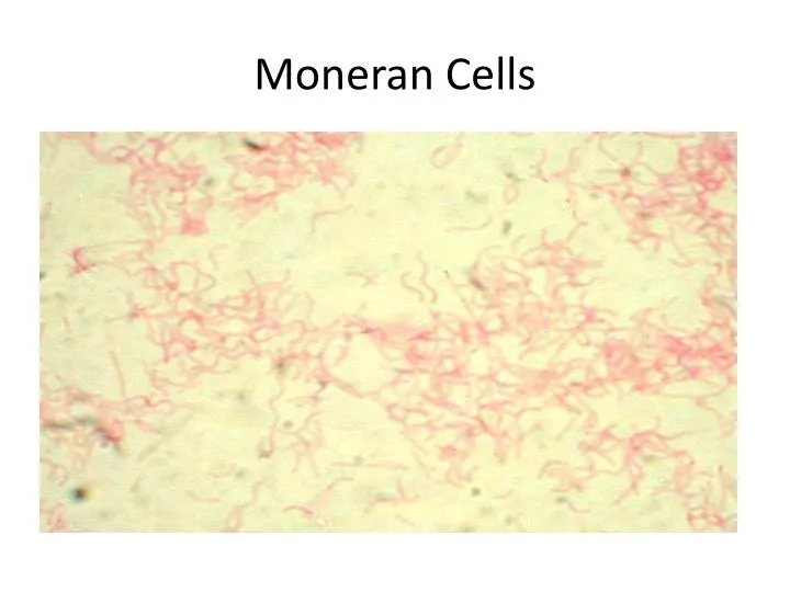 moneran cells