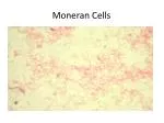 Moneran Cells - slide 1