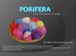 Porifera - slide 1
