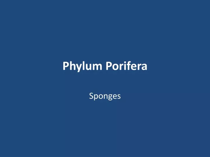 phylum porifera