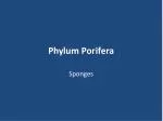 Phylum Porifera - slide 1
