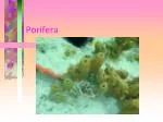 Porifera - slide 1