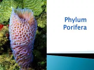 Phylum Porifera