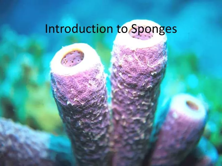 introduction to sponges