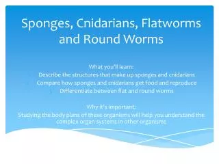 Sponges, Cnidarians, Flatworms and Round Worms