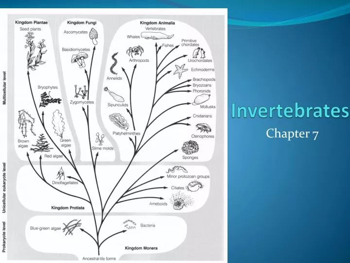 invertebrates