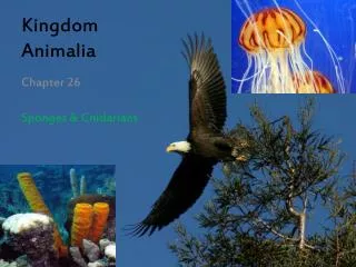 Kingdom Animalia