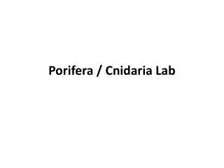 Porifera / Cnidaria Lab