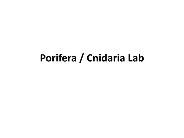 porifera cnidaria lab