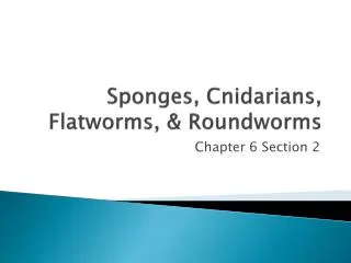 Sponges, Cnidarians, Flatworms, &amp; Roundworms