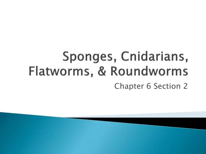 sponges cnidarians flatworms roundworms