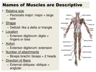 Names of Muscles are Descriptive