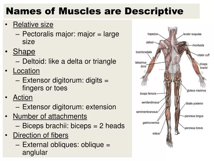 names of muscles are descriptive