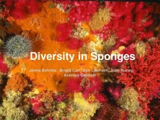 Diversity in Sponges