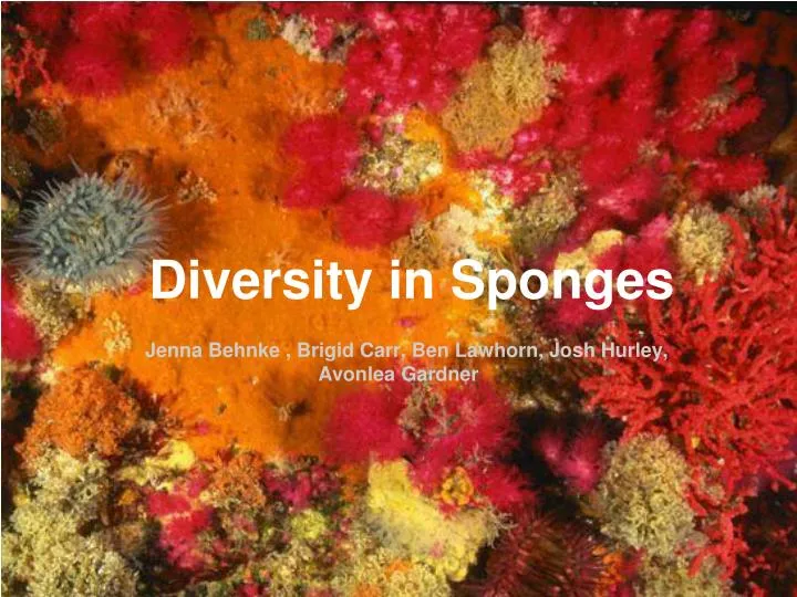 diversity in sponges