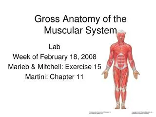 Gross Anatomy of the Muscular System