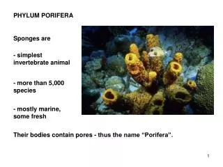 PHYLUM PORIFERA