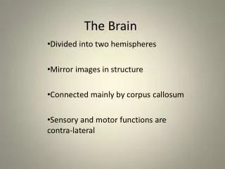 The Brain