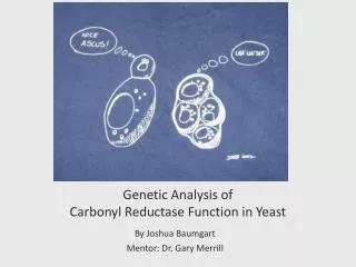 Genetic Analysis of Carbonyl Reductase Function in Yeast