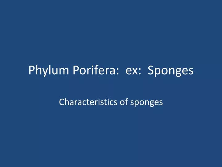 phylum porifera ex sponges