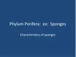 Overview of Phylum Porifera: Characteristics and Reproduction of Sponges - slide 1