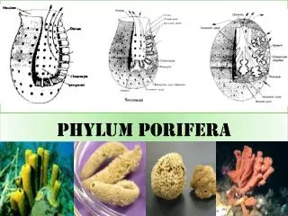 PHYLUM PORIFERA