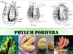 PHYLUM PORIFERA - slide 1