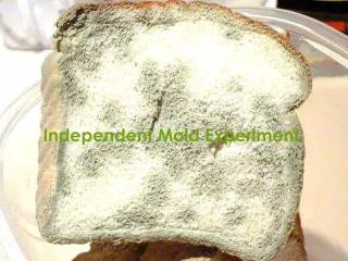 Independent Mold Experiment