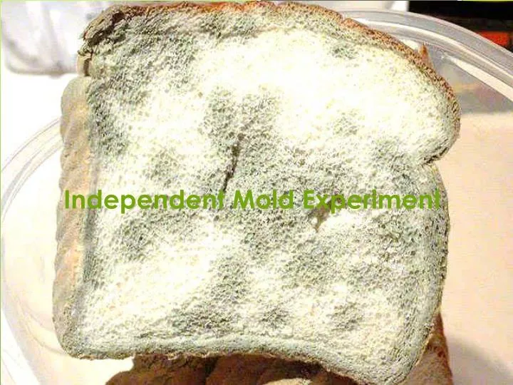 independent mold experiment