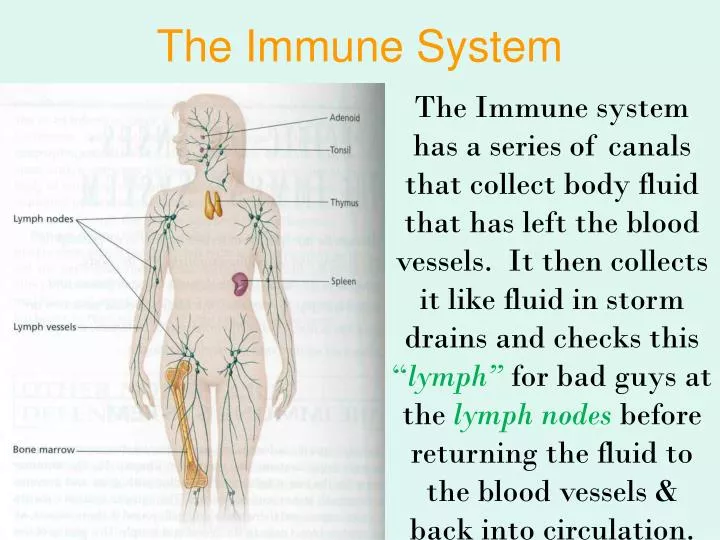 the immune system