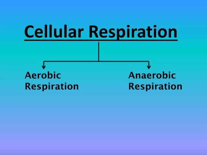 cellular respiration